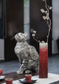 百合花和猫咪封面